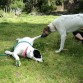 Lucky & Tobby jugando